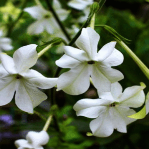 e518 tonka & tobacco flower